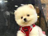 Safkan Pomeranian Boo