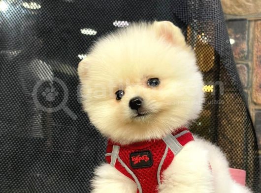 Safkan Pomeranian Boo görsel
