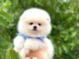 Tecup Karbeyaz Pomerani̇an Boo