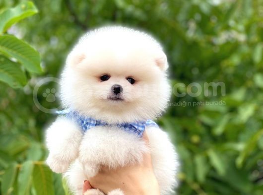 Tecup Karbeyaz Pomerani̇an Boo görsel