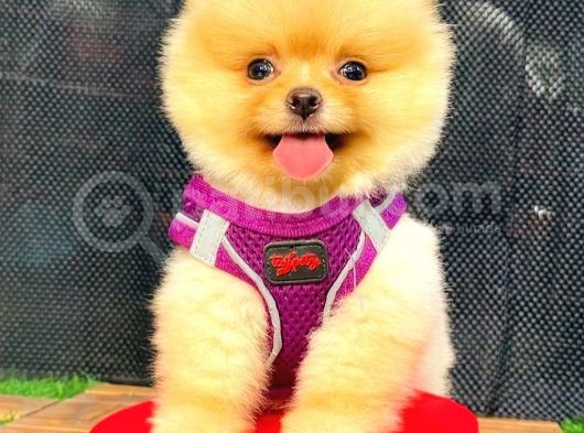 Gülen Yüz Di̇şi̇ Pomerani̇an Boo