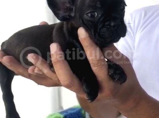 French Bulldog Özel Renk Bebekler görsel