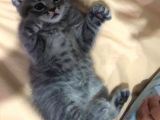 Gri British Shorthair Erkek