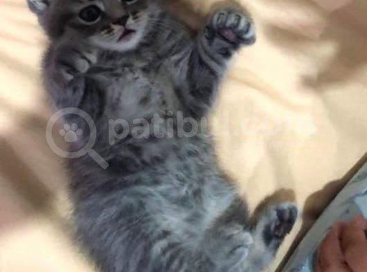 Gri British Shorthair Erkek görsel