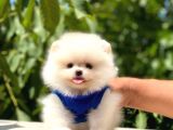 Gülen Yüz Pomerani̇an Boo
