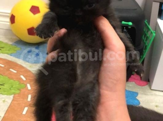 Kara Üzümlerimiz Yeni Yuvalarına Gitmek Için Sabırsızlanıyorlar görsel