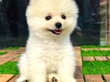Safkan Pomeranian Boo