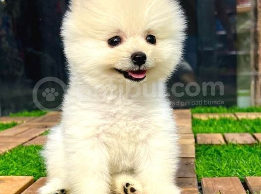 Safkan Pomeranian Boo