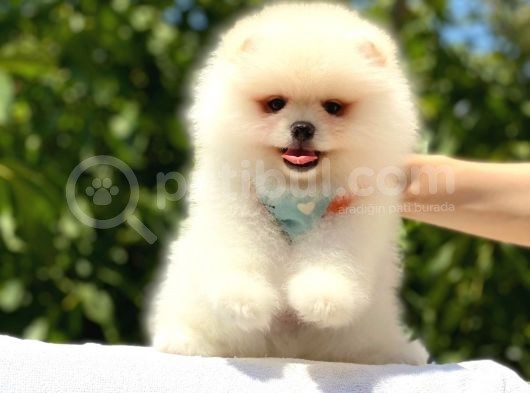 Teddy Bear Pomeranian Boo görsel