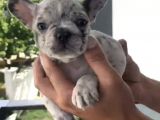 French Bulldog Özel Renk Bebekler