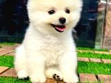 Safkan Pomeranian Boo