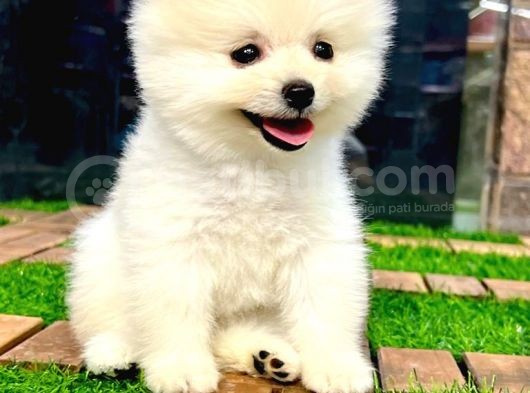 Safkan Pomeranian Boo görsel