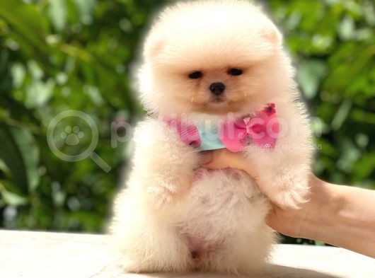 Ayicik Pomerani̇an Boo Kizimiz görsel