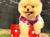 Gülen Yüz Di̇şi̇ Pomerani̇an Boo
