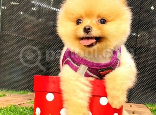 Gülen Yüz Di̇şi̇ Pomerani̇an Boo görsel