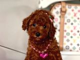 Orjinal Toy Poodle