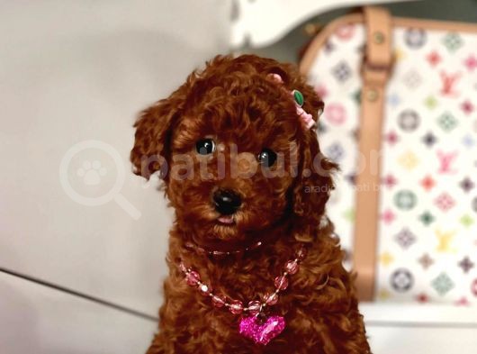 Orjinal Toy Poodle görsel