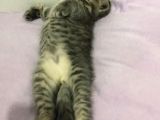 Gri British Shorthair Erkek