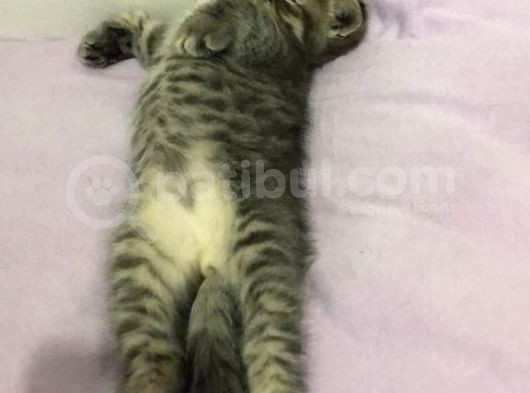 Gri British Shorthair Erkek görsel