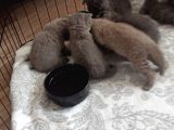 British Shorthair Orjinal Irk