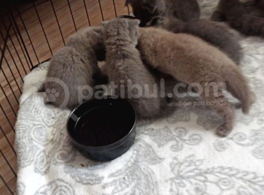 British Shorthair Orjinal Irk görsel