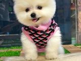 Dünya Tatlısı Dişi Pomeranian Boo Yavrumuz