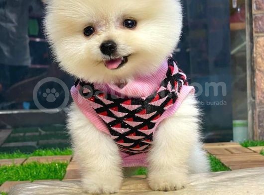Dünya Tatlısı Dişi Pomeranian Boo Yavrumuz görsel