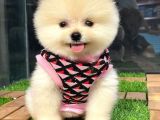 Dünya Tatlısı Dişi Pomeranian Boo Yavrumuz