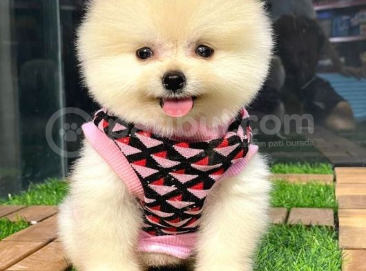 Dünya Tatlısı Dişi Pomeranian Boo Yavrumuz