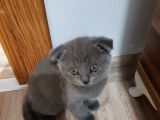 British Shorthair Orjinal Irk