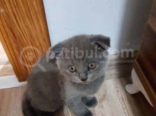 British Shorthair Orjinal Irk görsel
