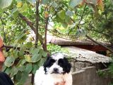 Sıfır Numara,basık Burun Dişi Morkie Yavrumuz