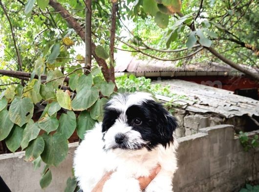 Sıfır Numara,Basık Burun Dişi Morkie Yavrumuz görsel