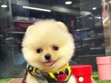 Gülen yüz (TeddyBear) Pomeranian BOO yavrumuz