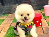 Gülen Yüz (Teddybear) Pomeranian Boo Yavrumuz