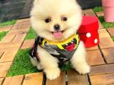 Gülen Yüz (Teddybear) Pomeranian Boo Yavrumuz