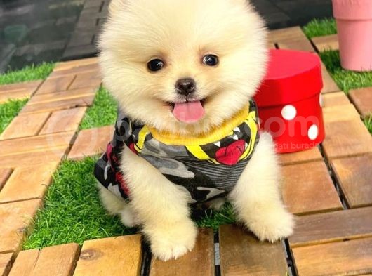 Gülen Yüz (Teddybear) Pomeranian Boo Yavrumuz görsel