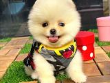 Gülen Yüz (Teddybear) Pomeranian Boo Yavrumuz