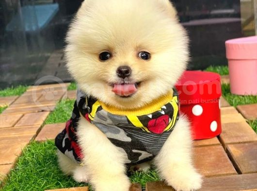 Gülen Yüz (Teddybear) Pomeranian Boo Yavrumuz görsel