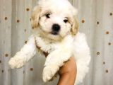 A Kalitede Eşsiz Güzellikte Peluş Bebek Maltipolarım
