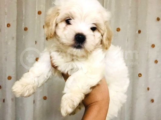 A Kalitede Eşsiz Güzellikte Peluş Bebek Maltipolarım