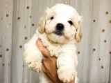 A Kalitede Eşsiz Güzellikte Peluş Bebek Maltipolarım