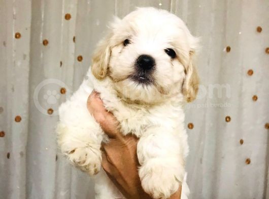 A Kalitede Eşsiz Güzellikte Peluş Bebek Maltipolarım görsel