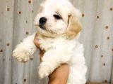 A Kalitede Eşsiz Güzellikte Peluş Bebek Maltipolarım