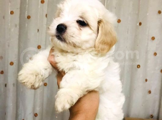 A Kalitede Eşsiz Güzellikte Peluş Bebek Maltipolarım görsel