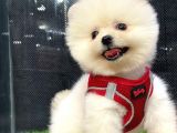 Microchipli, Pasaportlu, Irk Garantili Pomeranian BOO Yavrumuz