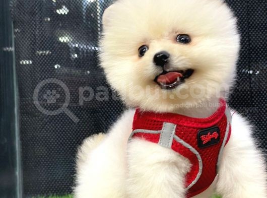 Microchipli, Pasaportlu, Irk Garantili Pomeranian Boo Yavrumuz