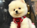 Microchipli, Pasaportlu, Irk Garantili Pomeranian Boo Yavrumuz