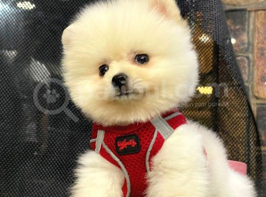 Microchipli, Pasaportlu, Irk Garantili Pomeranian Boo Yavrumuz görsel