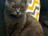 British Shorthair Kızımıza Yuva Arıyoruz